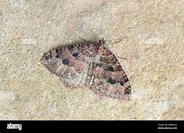 Attēlu rezultāti vaicājumam “Triphosa dubitata”