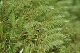 Attēlu rezultāti vaicājumam “Pohlia wahlenbergii”