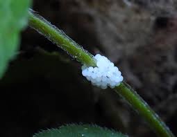 Attēlu rezultāti vaicājumam “Stemonitopsis amoena spores”