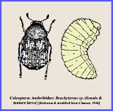 Attēlu rezultāti vaicājumam “Anthribidae”