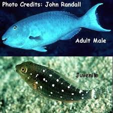 Image result for Sparisoma rubripinne