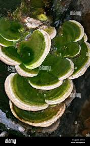 Attēlu rezultāti vaicājumam “Trametes gibbosa”