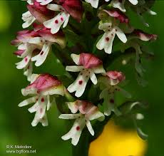 Attēlu rezultāti vaicājumam “Orchis ustulata”