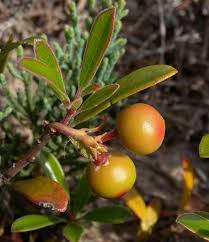 Attēlu rezultāti vaicājumam “Arctostaphylos uva-ursi fruit”