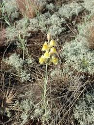 Attēlu rezultāti vaicājumam “Linaria loeselii”