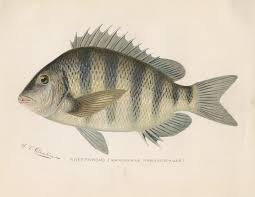 Image result for Archosargus probatocephalus