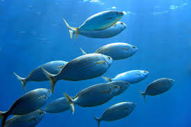 Image result for vissen