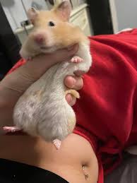 Image result for хомяк