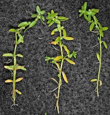 Attēlu rezultāti vaicājumam “Callitriche verna”