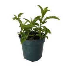 Image result for Artemisia gmelinii