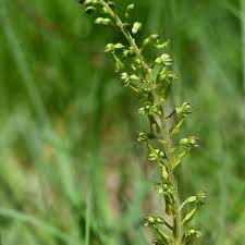 Attēlu rezultāti vaicājumam “Listera ovata fruit”