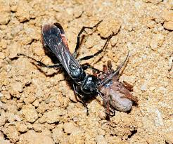 Attēlu rezultāti vaicājumam “Anoplius viaticus”