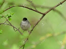 Attēlu rezultāti vaicājumam “Sylvia atricapilla male”