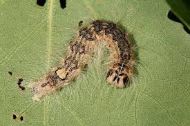 Attēlu rezultāti vaicājumam “Acronicta megacephala”