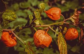 Image result for Lampionblume