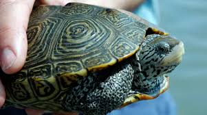 Image result for Malaclemys terrapin