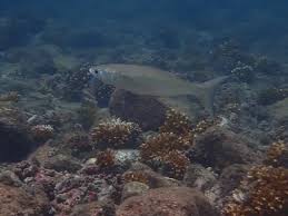 Image result for Mugil curema