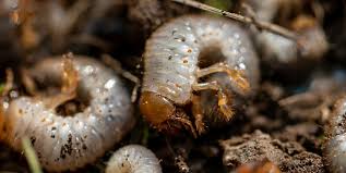 Attēlu rezultāti vaicājumam “Cystiphora sanguinea larva”