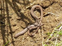 Attēlu rezultāti vaicājumam “Anguis fragilis adult”