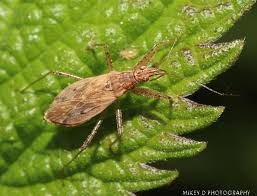 Attēlu rezultāti vaicājumam “Nabidae”