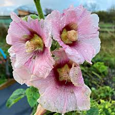 Attēlu rezultāti vaicājumam “Alcea rosea bud”