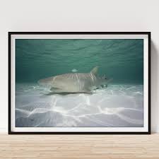 Image result for Negaprion acutidens