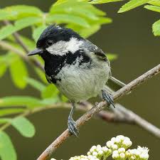 Attēlu rezultāti vaicājumam “Periparus ater”