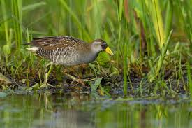 Image result for Porzana carolina