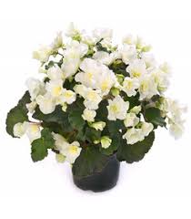 Image result for Бегония Элатиор 12х22 4601887072423