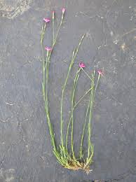 Attēlu rezultāti vaicājumam “Dianthus deltoides bud”
