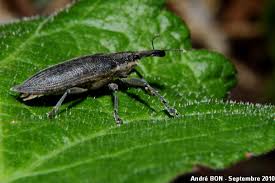 Attēlu rezultāti vaicājumam “Lixus iridis”