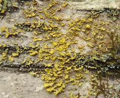 Attēlu rezultāti vaicājumam “Vulpicida pinastri”