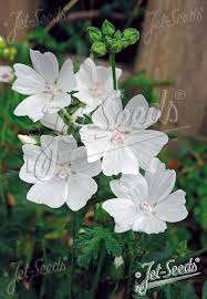 Attēlu rezultāti vaicājumam “Malva moschata flower”