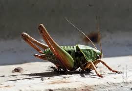 Attēlu rezultāti vaicājumam “Decticus verrucivorus”