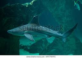 Image result for Carcharhinus plumbeus