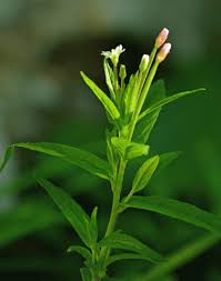 Attēlu rezultāti vaicājumam “Epilobium roseum flower”