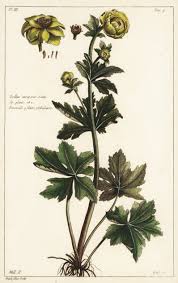 Attēlu rezultāti vaicājumam “Trollius europaeus flower”