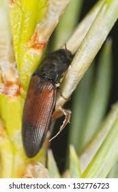 Attēlu rezultāti vaicājumam “Ampedus balteatus”