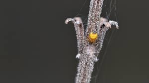 Attēlu rezultāti vaicājumam “Araneus diadematus juvenile”
