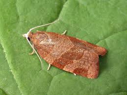 Attēlu rezultāti vaicājumam “Pandemis cinnamomeana”