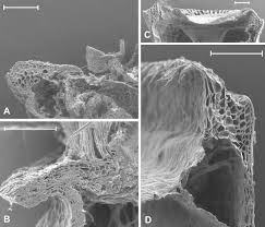Attēlu rezultāti vaicājumam “Atrichum flavisetum sporophyte”