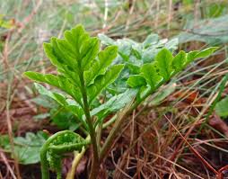Attēlu rezultāti vaicājumam “Botrychium multifidum”