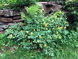 Attēlu rezultāti vaicājumam “Corydalis”