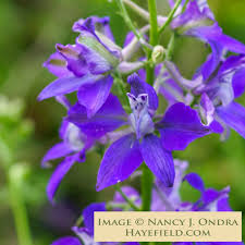 Image result for Consolida ajacis oder Consolida regalis