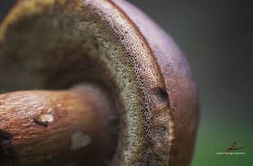 Attēlu rezultāti vaicājumam “Boletus edulis”