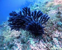 Image result for Black Country Barracudas Sub Aqua Club