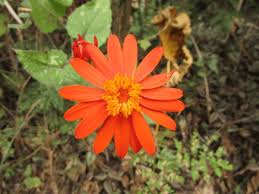 Image result for Dimorphotheca sinuata