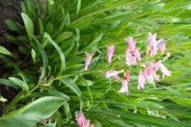 Image result for Penstemon