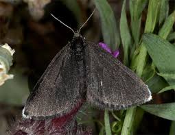 Attēlu rezultāti vaicājumam “Odezia atrata”