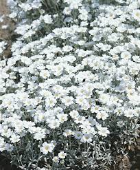 Image result for cerastium tomentosum
